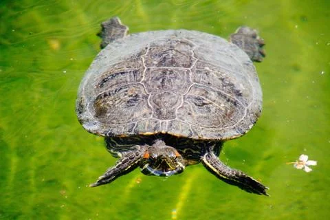 Selective closeup shot of a giant turtle on the body of water Stock Photos
