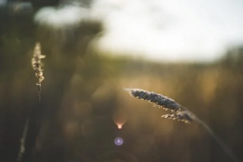 Selective closeup shot of gray wheat plant Stock Photos