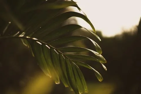 Selective closeup shot of a green leaf Stock Photos
