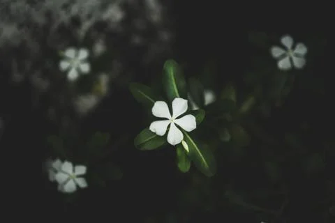 Selective closeup shot of a green leafed white petaled flower 스톡 사진