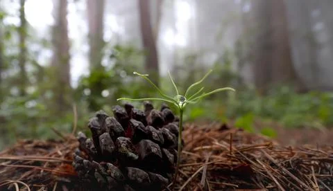 A selective closeup shot of a pine cone in the green field 스톡 사진