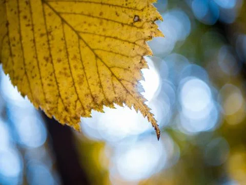 Selective closeup shot of yellow leaf 스톡 사진