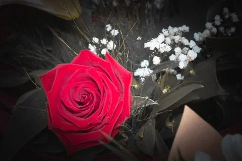 Selective color red rose close-up with monochrome bouquet background and dr.. Fotos Stock