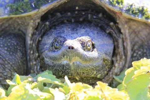 Selective of a common snapping turtle (Chelydra serpentina) Stock Photos