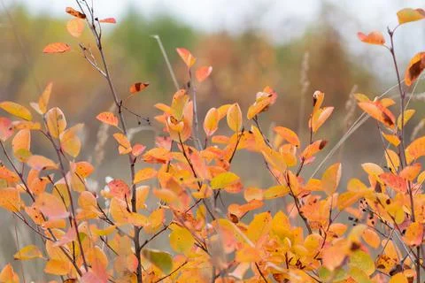 Selective focus. Abstract background of the autumn forest. Stock Photos