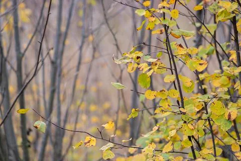 Selective focus. Abstract background of the autumn forest. Stock Photos