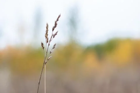 Selective focus. Abstract background with autumn grass. Macro. Stock Photos