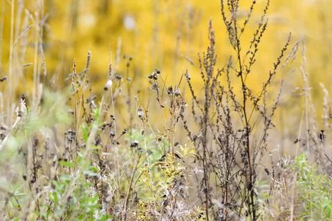 Selective focus. Abstract background with autumn grass. Macro. Stock Photos