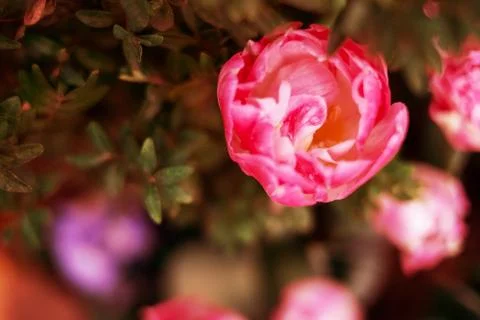 Selective focus. Abstract floral background macro delicate flowers coral and  Foto stock