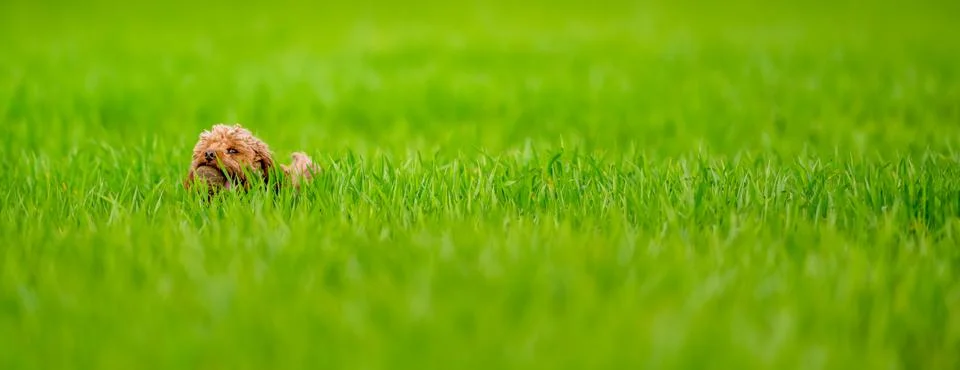 A selective focus of an adorable Cavapoo dog in the grass in a field with a b Stock Photos