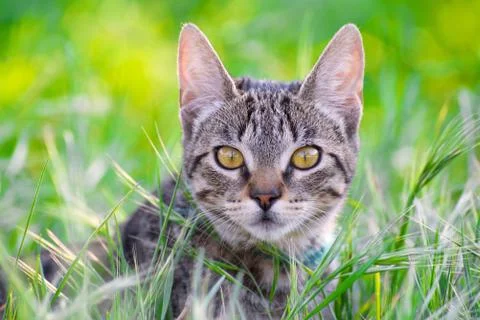 Selective focus of an adorable patterned cat with brown eyes on the grass Foto stock