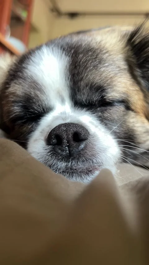 Selective focus adorable tiny puppy sleeping close-up on soft fabric Stock Footage 334326836