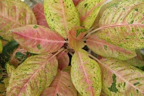 Selective focus of Aglaonema Big Roy plant. Aglaonema Big Roy is a spectacu.. Stock Photos