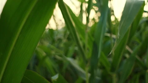 Selective focus of agriculture irrigation corn Stock Footage 249391513