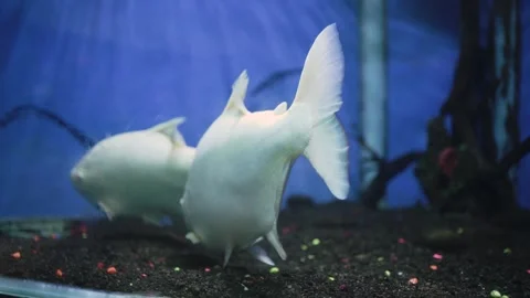 Selective focus. Albino fish or pacu cachama swimming in aquarium. Stock Footage 254581746