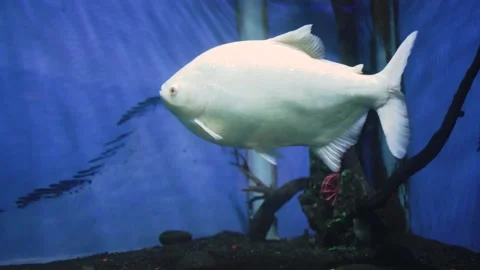 Selective focus. Albino fish or pacu cachama swimming in aquarium. 스톡 동영상 254582101