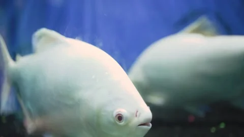 Selective focus. Albino fish or pacu cachama swimming in aquarium. Stock Footage 254582238
