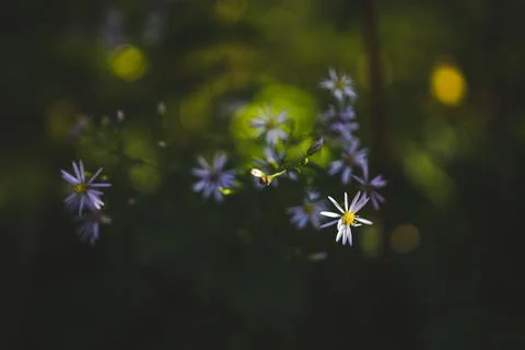 Selective focus of American asters with blurred background of bokeh lights Foto stock