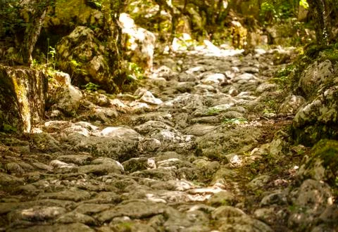 Selective focus. Ancient stone road in green forest Stock Photos