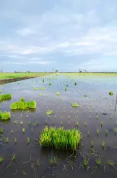 Selective focus and blurred image group of green paddy sprout ready to plant. Foto stock