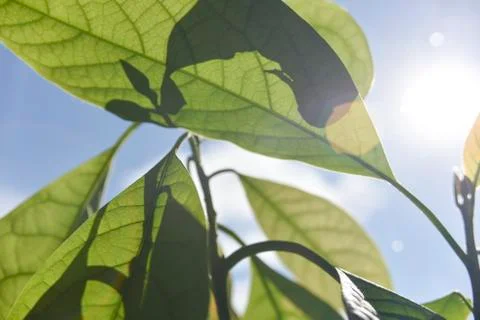 Selective focus and bokeh on green avocado leaves and blue sky Stock Photos