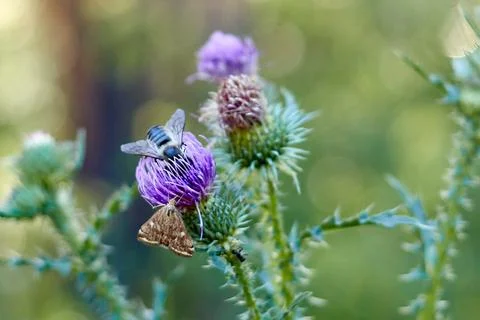 Selective focus and close-up of bee on a milk thistle flower Stock Photos
