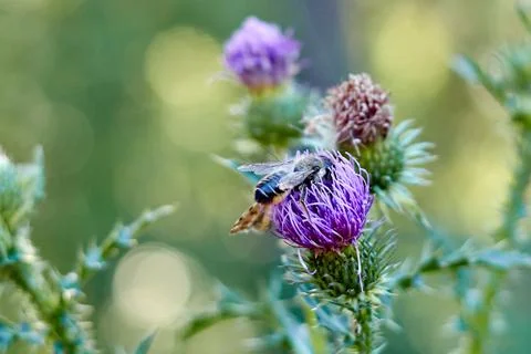 Selective focus and close-up of bee on a milk thistle flower Stock Photos