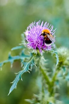 Selective focus and close-up of bumblebee on a milk thistle flower Stock Photos