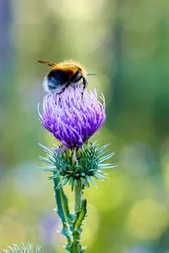 Selective focus and close-up of bumblebee on a milk thistle flower Stock Photos