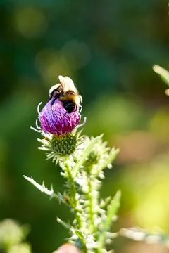 Selective focus and close-up of bumblebee on a milk thistle flower Stock Photos