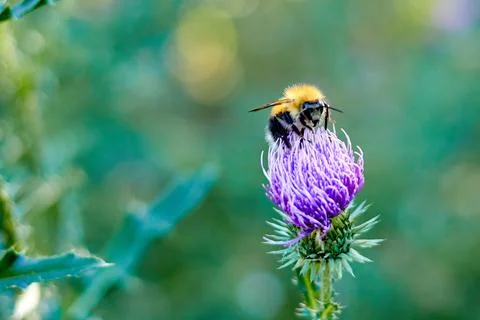Selective focus and close-up of bumblebee on a milk thistle flower Stock Photos