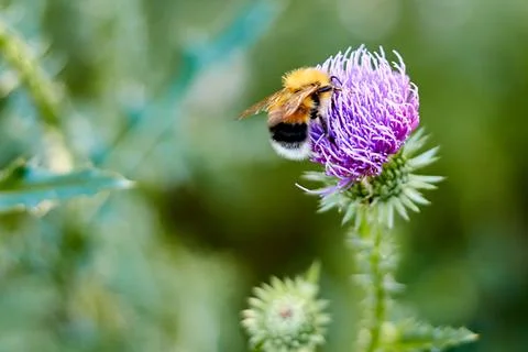 Selective focus and close-up of bumblebee on a milk thistle flower Stock Photos