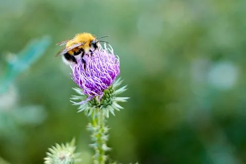 Selective focus and close-up of bumblebee on a milk thistle flower Stock Photos