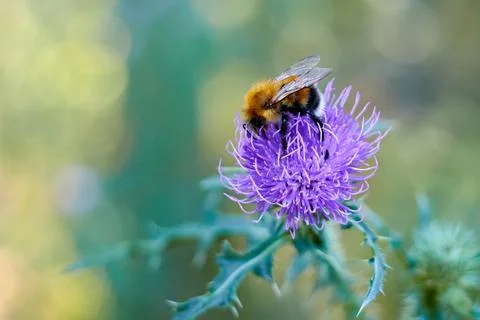 Selective focus and close-up of bumblebee on a milk thistle flower Stock Photos