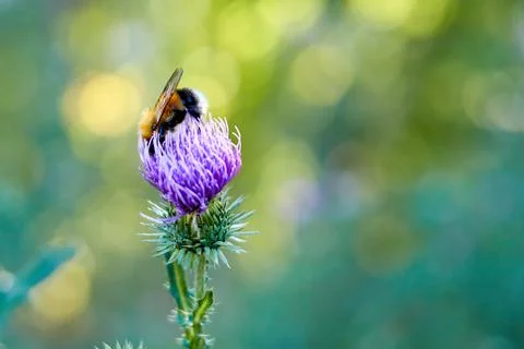 Selective focus and close-up of bumblebee on a milk thistle flower Stock Photos
