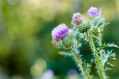 Selective focus and close-up of a milk thistle flower Stock Photos