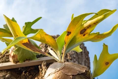 Selective focus and closed up image Staghorn Ferns (Platycerium Holttumii) pl Foto stock