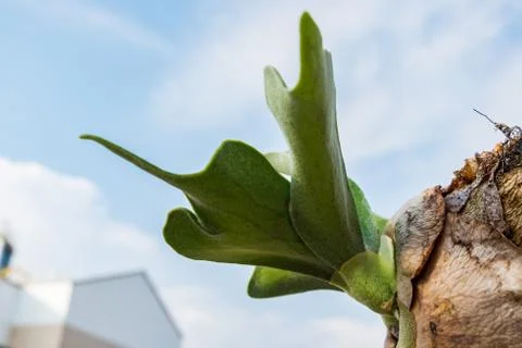 Selective focus and closed up image Staghorn Ferns (Platycerium Holttumii) pl Foto stock