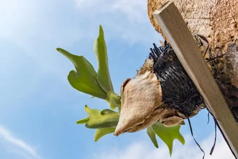 Selective focus and closed up image Staghorn Ferns (Platycerium Holttumii) pl Стоковые фото