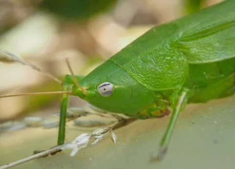 Selective focus and extreme close up view of a green grasshopper. Stock Photos