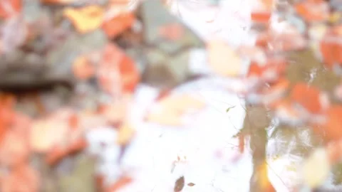 Selective focus in and out looking at wet leafs water flow and reflection Stock Footage 254585743