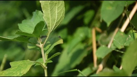 Selective focus and slow motion of leaves of green plants blowing in the wind Stock Footage 302875591