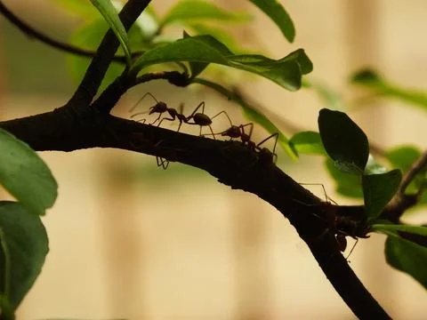 Selective focus  of an ant on natural habitat Stock Photos