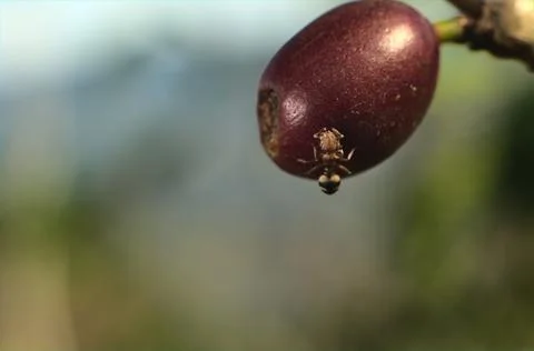 Selective focus of an ant walking on the coffee cherry Foto stock