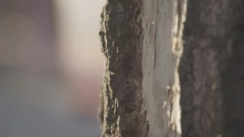 Selective focus on ants walking on tree shell illuminated by a sunbeam Stock Footage 152801803