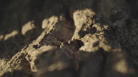 Selective focus on ants walking on tree shell illuminated by a sunbeam Stock Footage 152829135