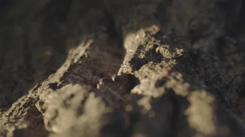 Selective focus on ants walking on tree shell illuminated by a sunbeam Video stock 152829208
