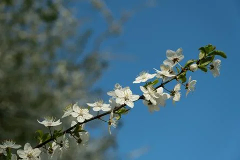 Selective focus of apple branch blossoming in spring. Stock Photos