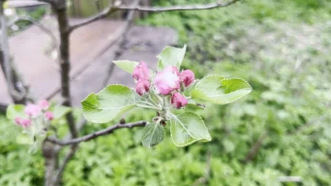 Selective focus apple orchard during blooming season Stock Footage 334328343
