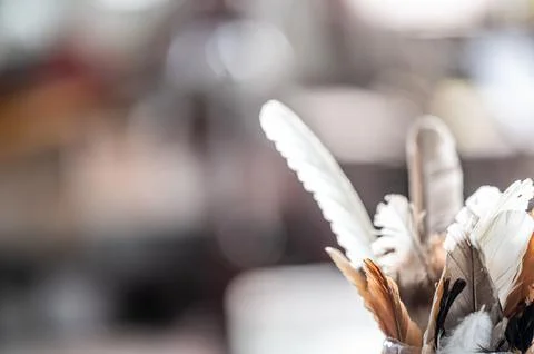 Selective focus on an assorted collection of feathers sticking out of a jar. Foto stock